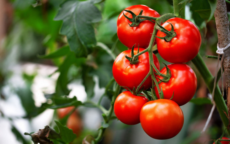 Томаты на ветке.jpg