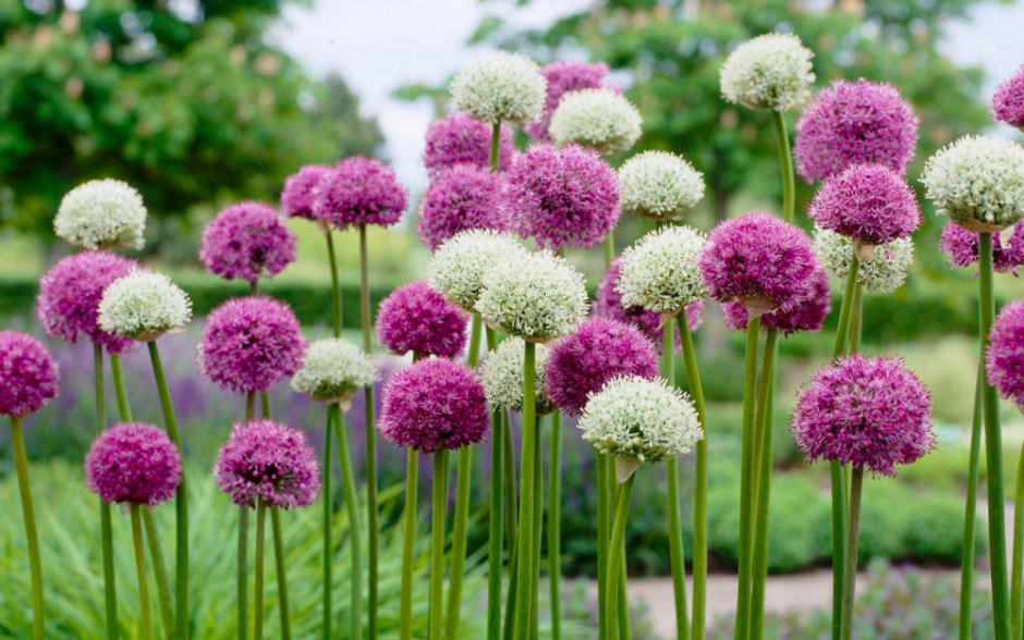 луковичные5.jpg луковичные5.jpg