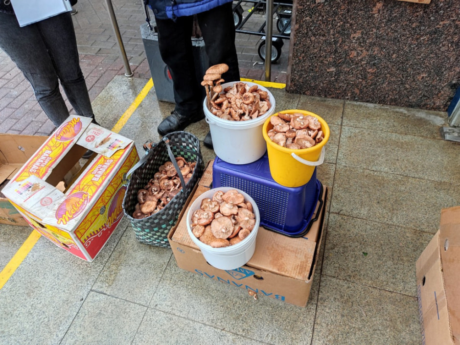 неопознанные грибы.jpg неопознанные грибы.jpg
