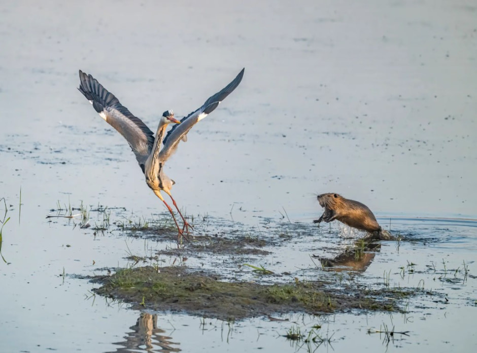 Утренняя встреча.jpg