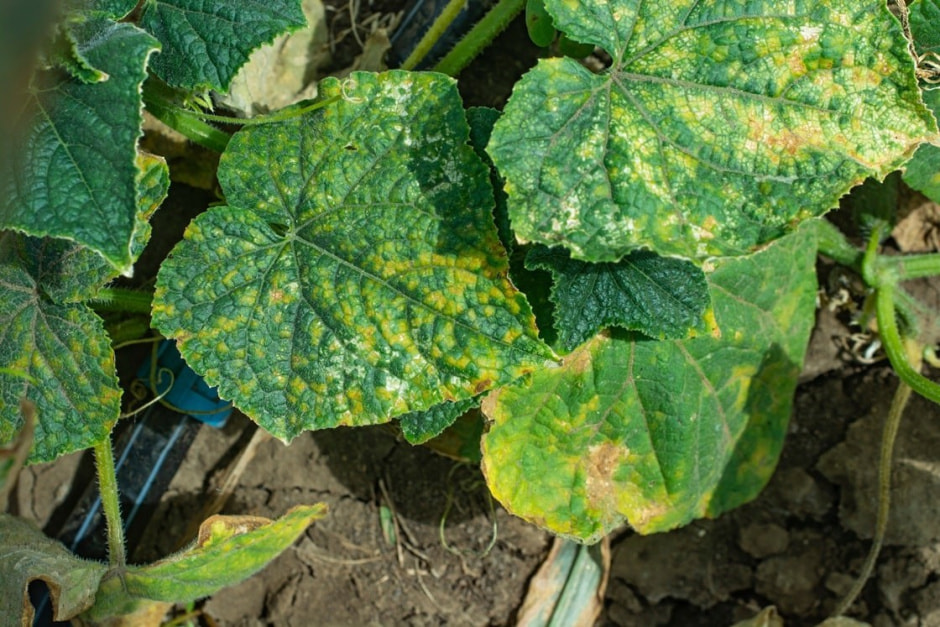 Удобрение овощей 2.jpg