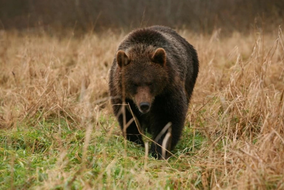 Медведь в лесу.jpg
