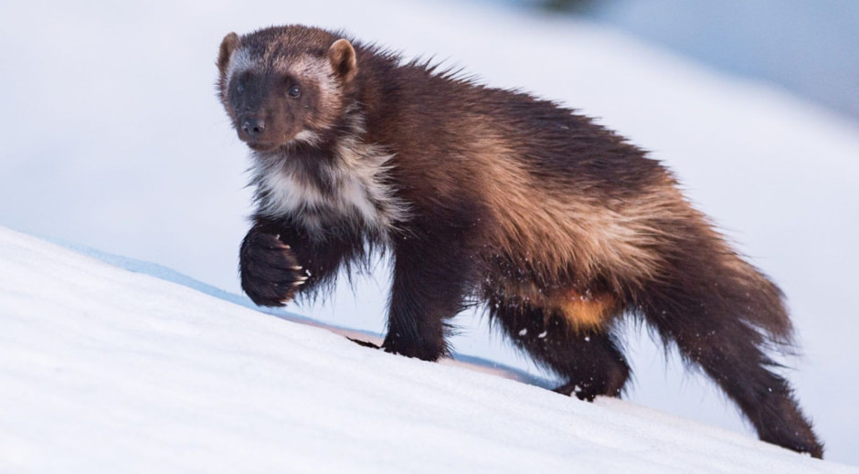 Росомаха 10.jpg