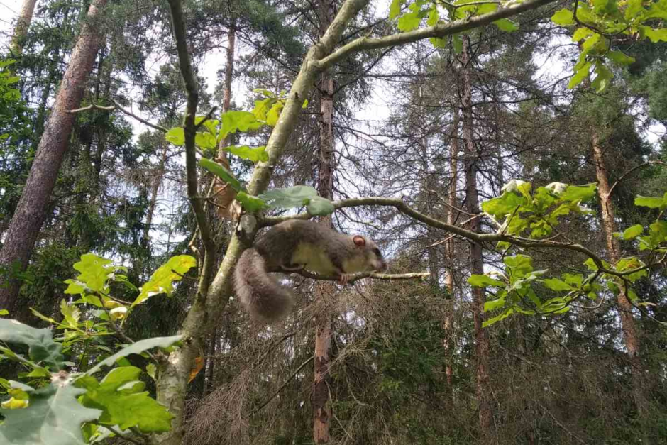 Соня-полчок 3.png