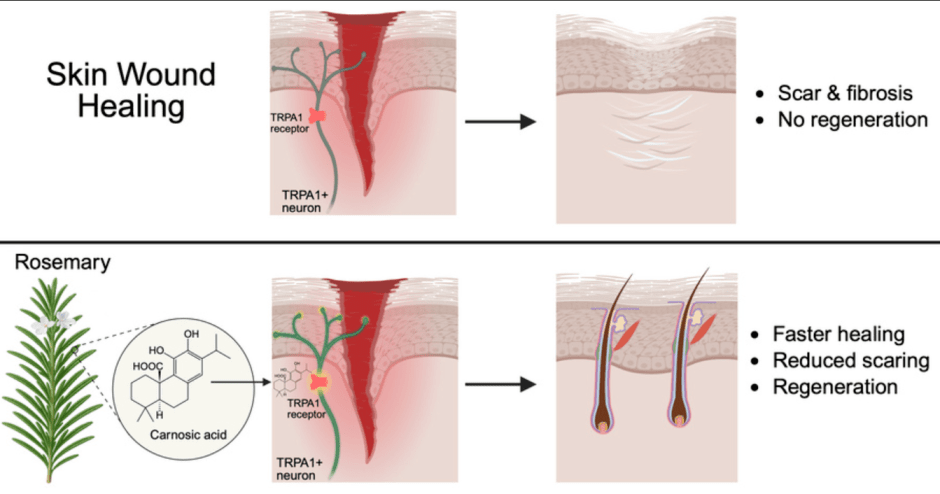 розмарин-заживление
