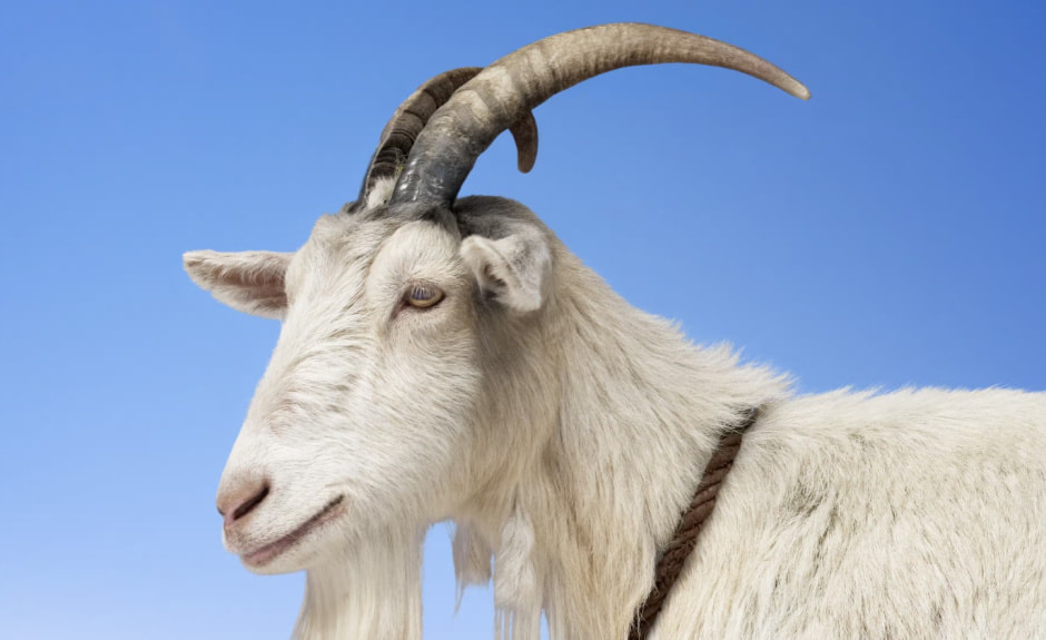 Коза 2.jpg