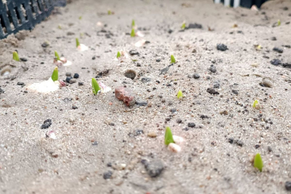 тюльпаны растут.jpg