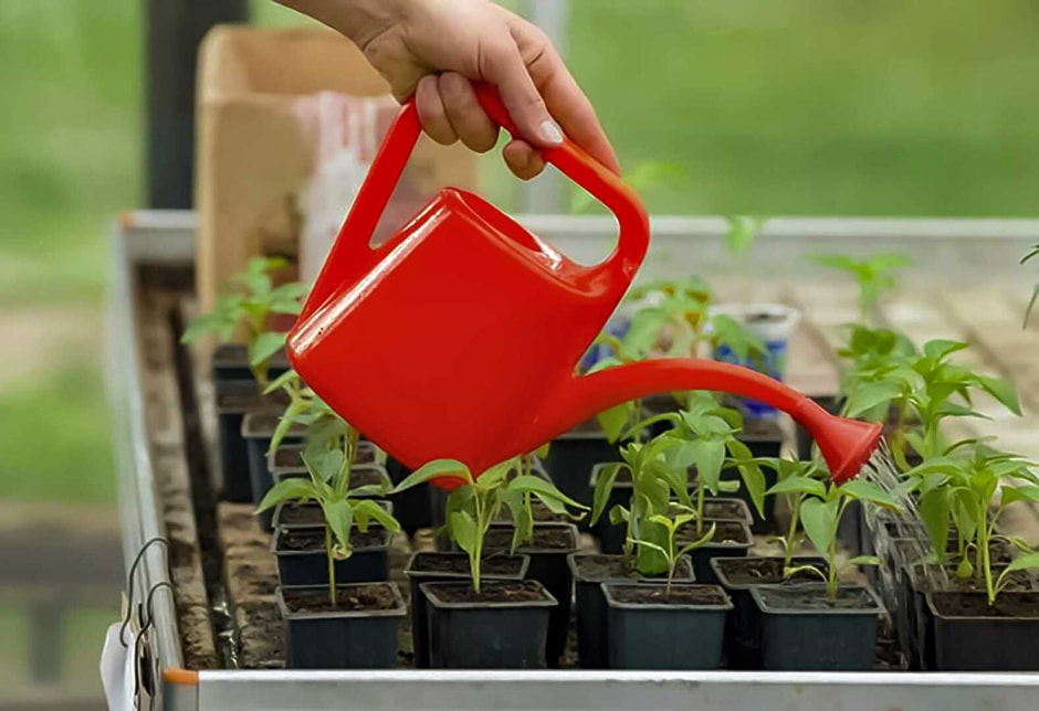 рассада 4.jpg