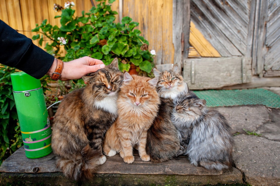 Хутор Окушково 3.jpg Хутор Окушково 3.jpg