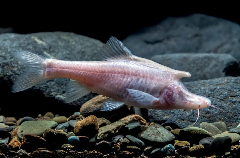 Единороги .jpg