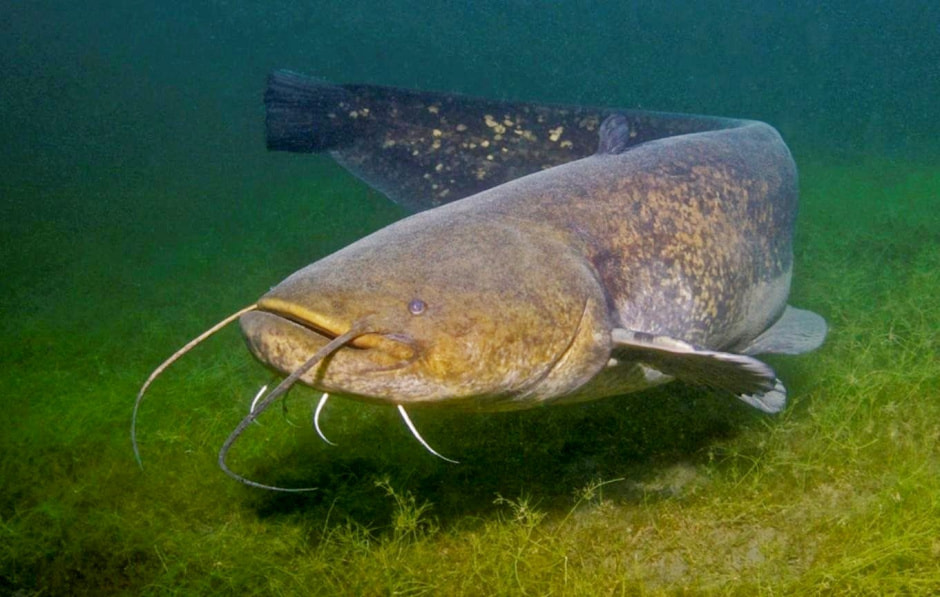 Сом в Беларуси 5.jpg