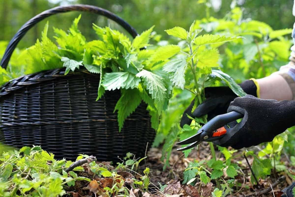 Полезные сорняки 2.jpg