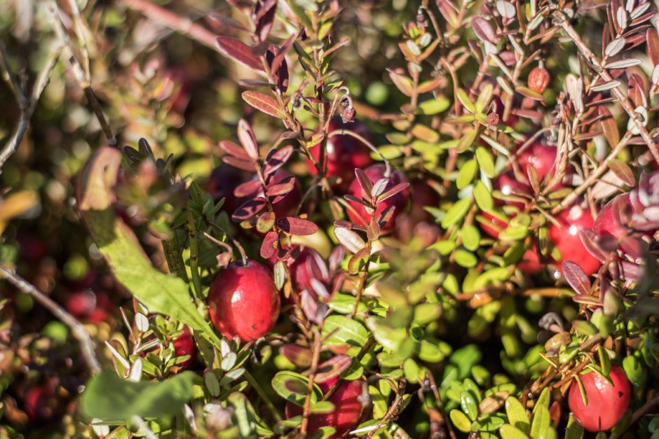 Полесские журавины 3.jpg