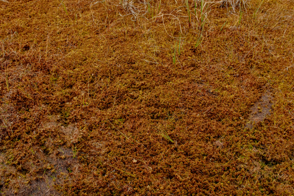 Серые журавли и Ельня 8.png