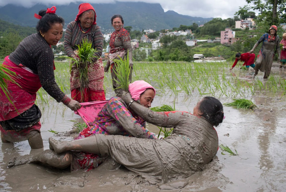 Непал. Посадка риса .jpg