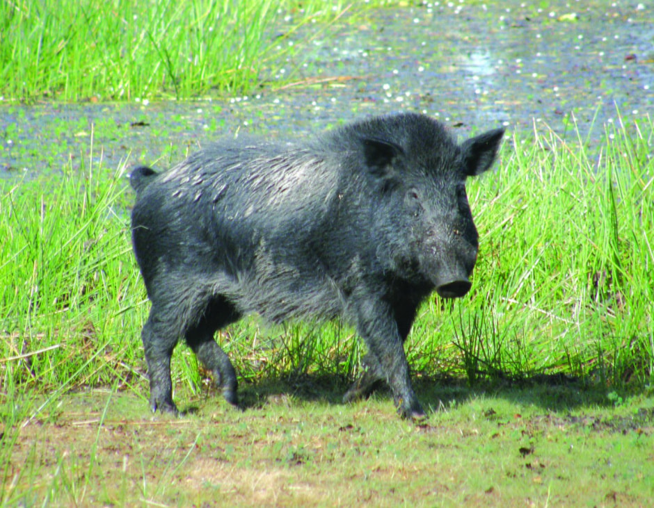 Feral-pigs_03-002-scaled.jpg