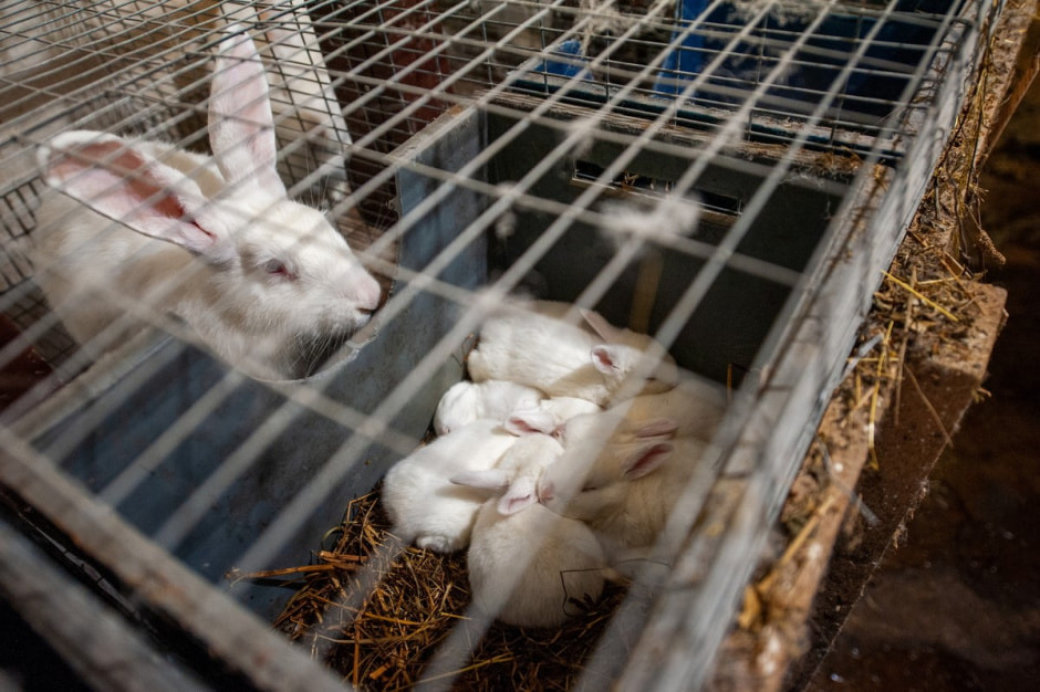 Фольварк в Лужках 15.jpg