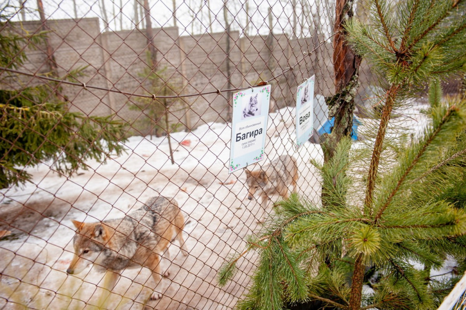 Юрий Карпилович и его зоопарк в Подгае 16.jpg