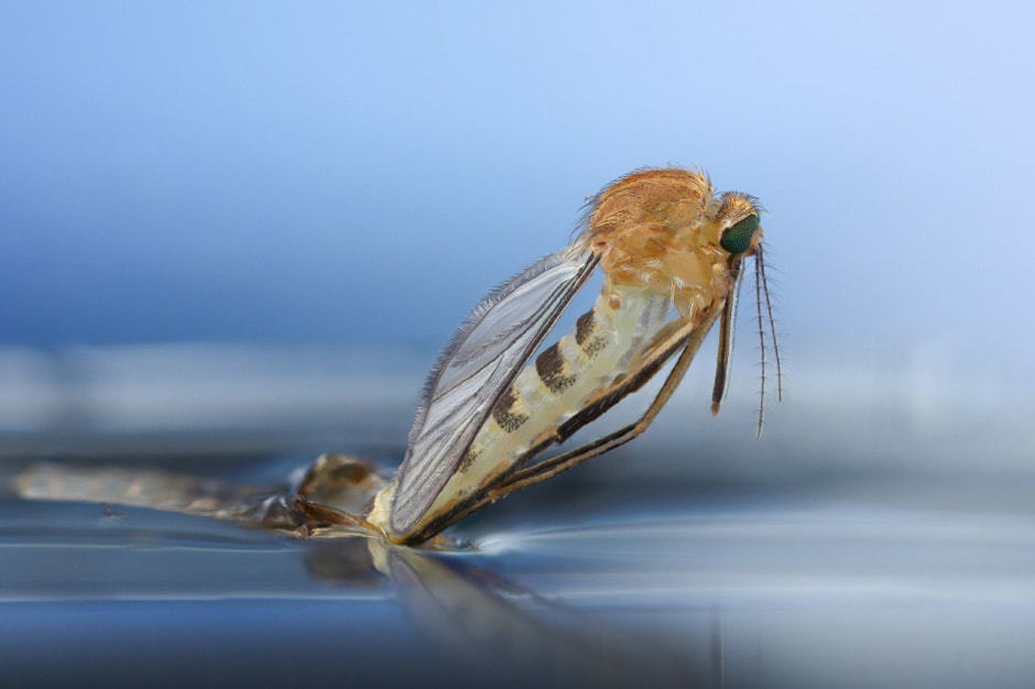 4-Самка комара рода Кулекс которая откладывает яйца.jpg