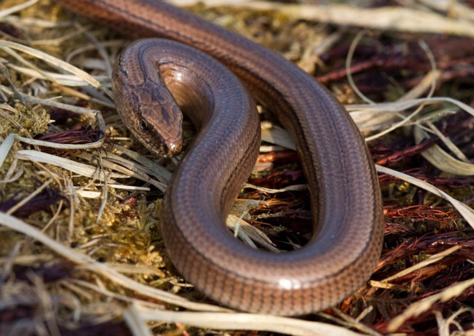 Белорусские змеи 3.jpg