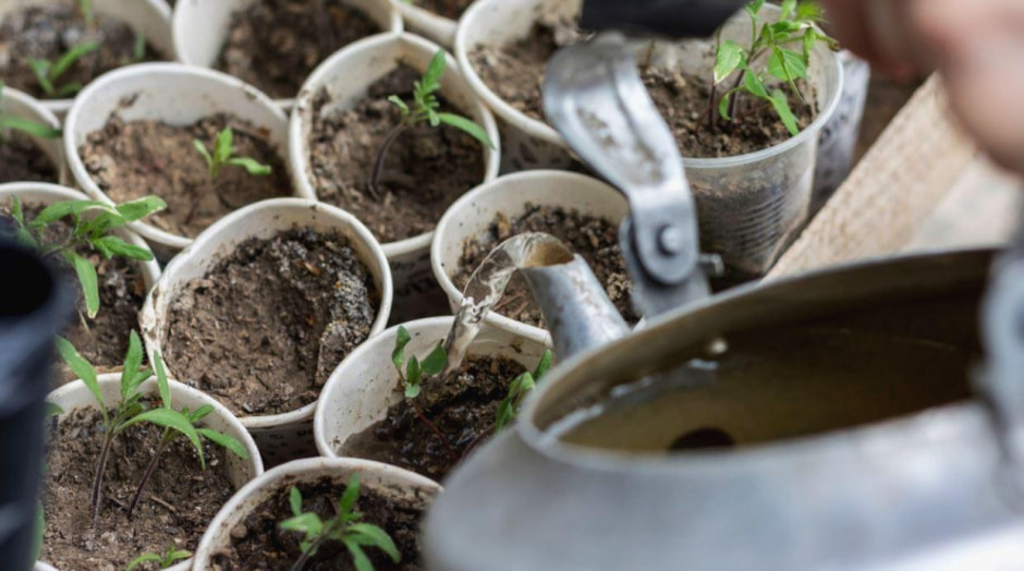 Как правильно подкармливать рассаду 3.jpg