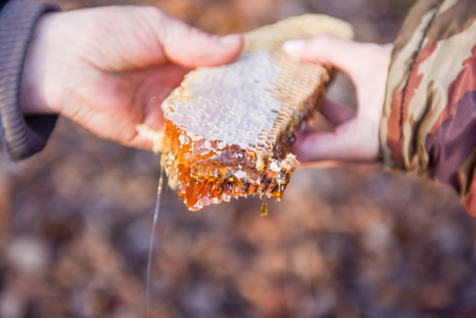 Как бортник спасает на Полесье черных пчел 31.png