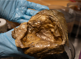 Загадочный “золотой шар” со дна залива Аляска оказался не яйцом и не новым видом коралла. А чем?