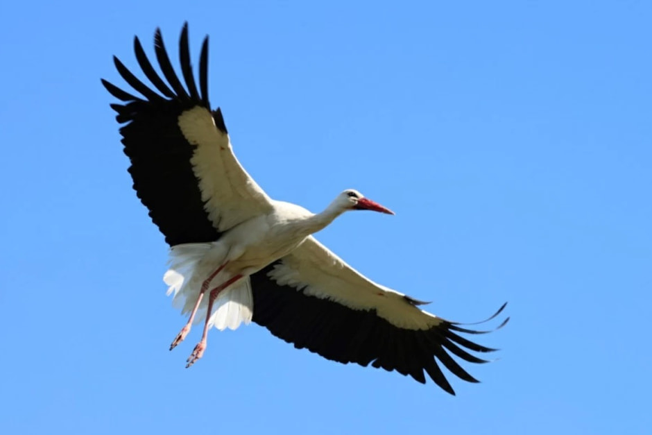 Аисты в Беларуси.jpg