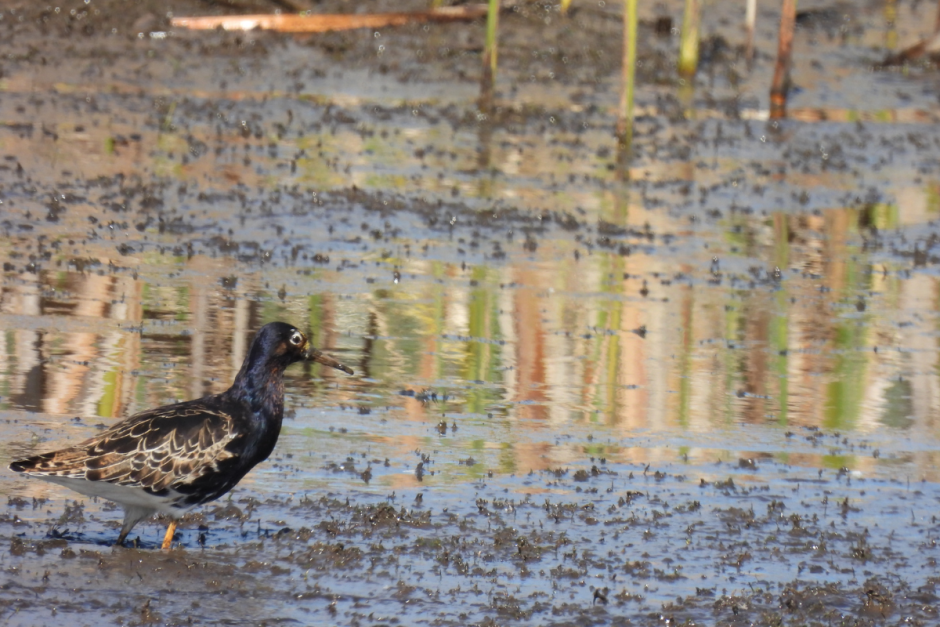 Турухтаны 11.png