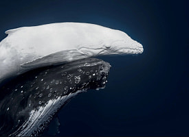 Белый кит и его детеныш покорили жюри. Объявлены победители World Nature Photography Awards-2026