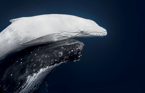 Белый кит и его детеныш покорили жюри. Объявлены победители World Nature Photography Awards-2026