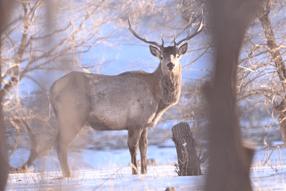 Благородный олень 5_Изюбрь.png