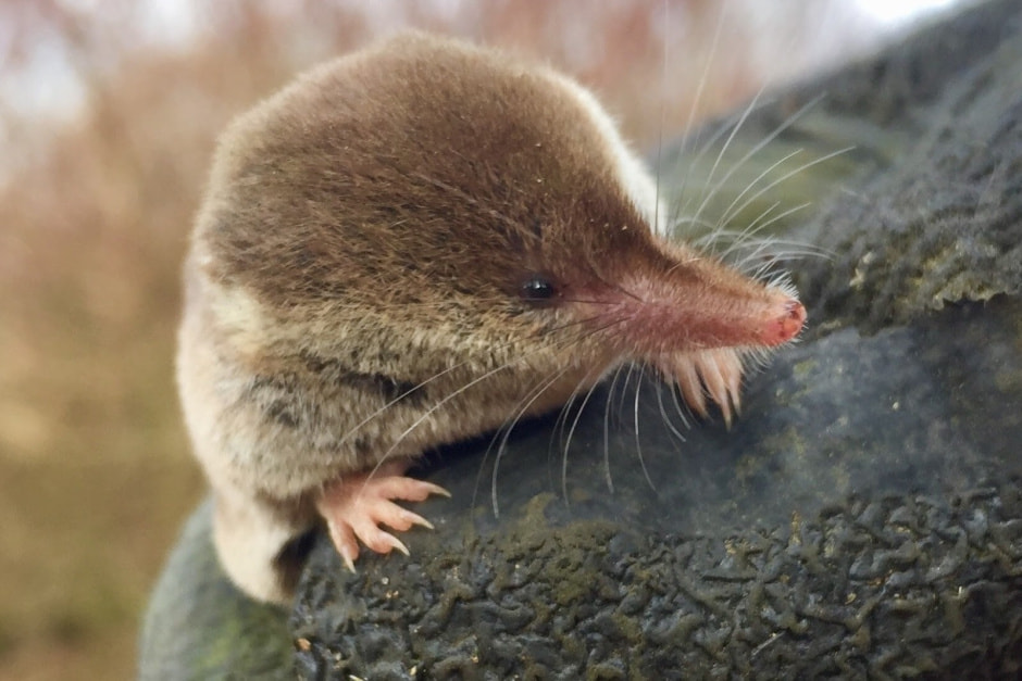 Бурозубка в Беларуси