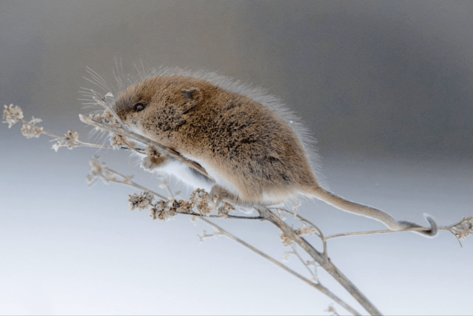 Фотограф дикой природы Инна Шкурко 8_Мыши-малютки 2.png