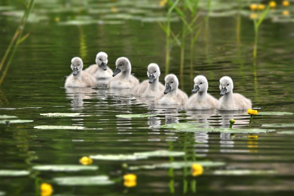 8-Малыши лебедей Алеси и Алеся.jpg