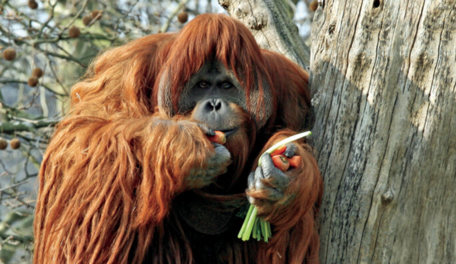 зоопарк Берлина зоопарк Берлина