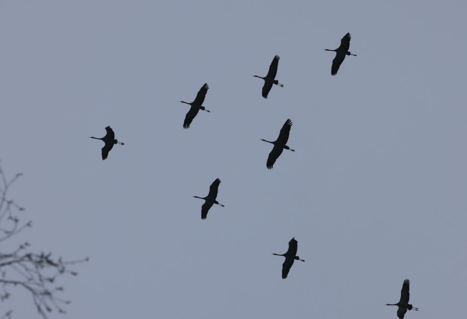 Инна Шкурко Журавли прилетели_2.jpg