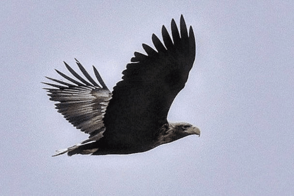 Черные аисты 7_Орлан-белохвост.png