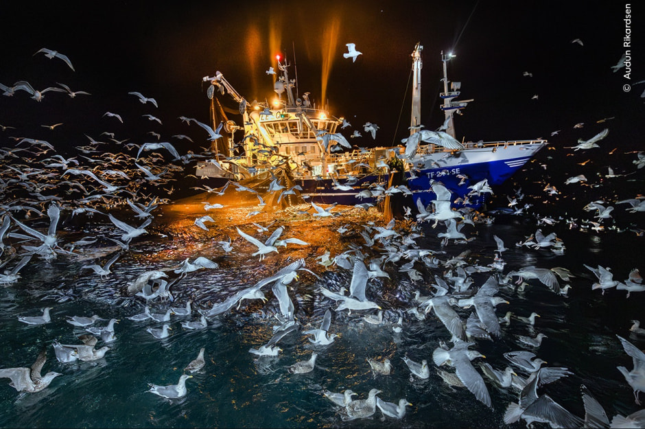 «Пир» Аудуна Рикардсена, Норвегия. Время кормления возле рыболовного судна в Атлантике полярной ночью на севере Норвегии