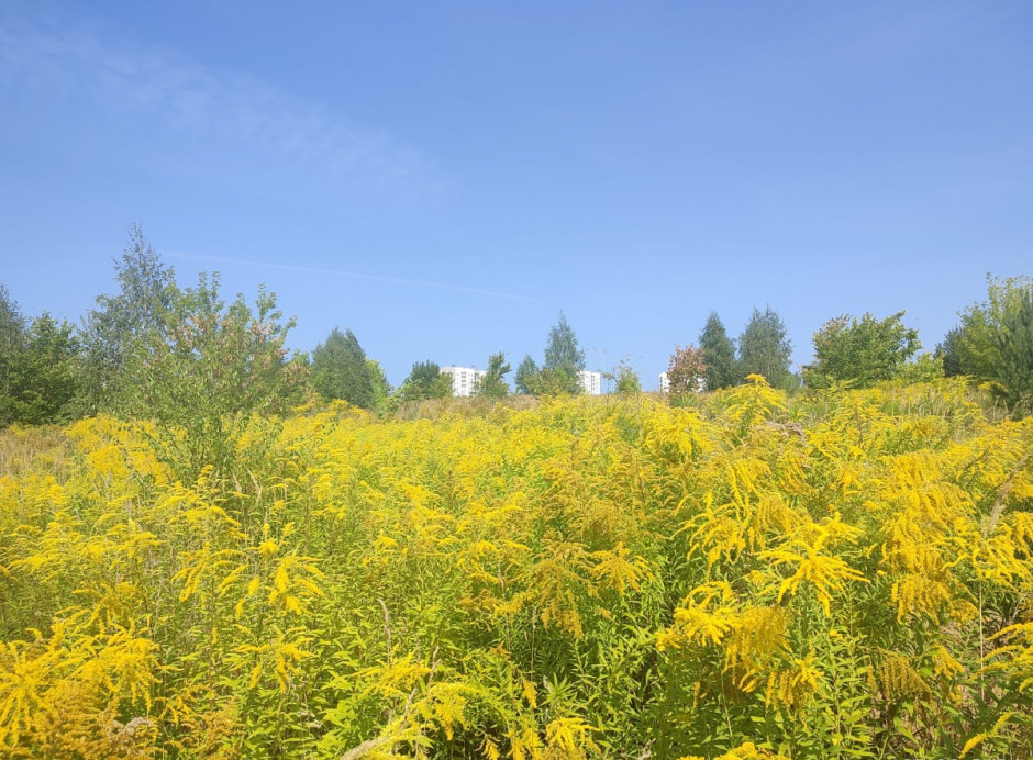 Золотарник канадский