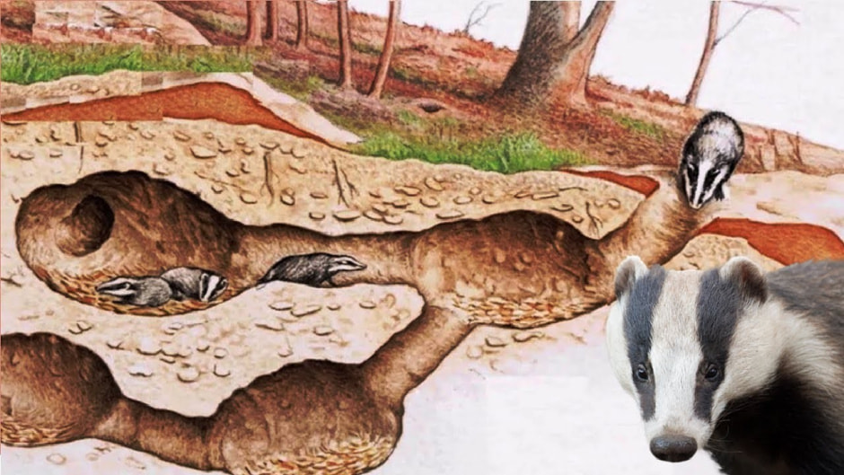 Факты о енотовидной собаке 6.jpg