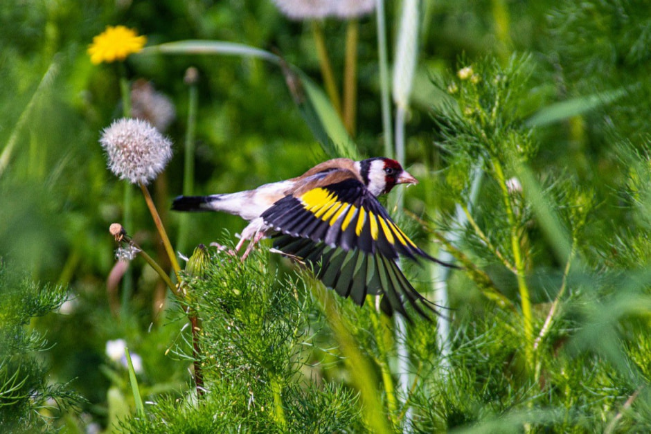 10 фактов о птицах 3_Щегол.jpg