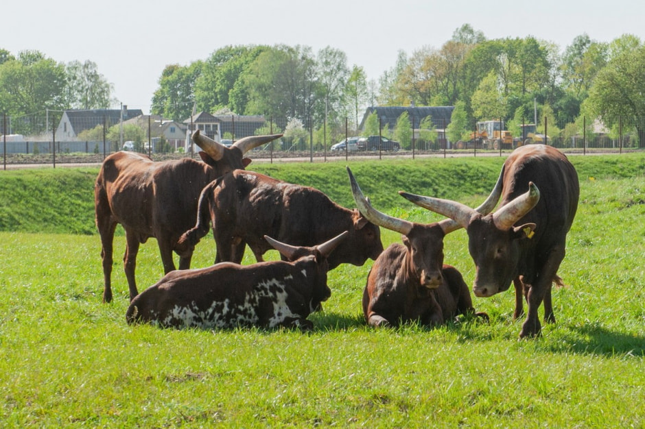 Быки ватусси 9.jpg