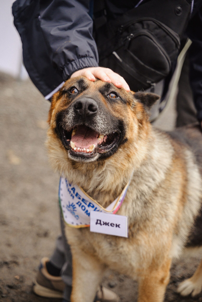 27 котов и 5 собак нашли хозяев — 