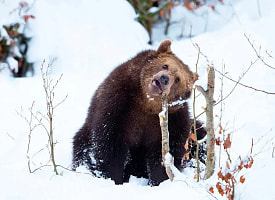 Мало снега – нет спячки? Почему медведи в Беларуси могут не уснуть и стать шатунами