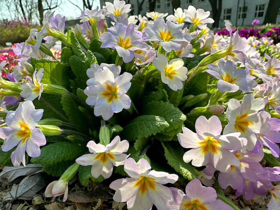 Прогулка по Ботаническому саду 29.png