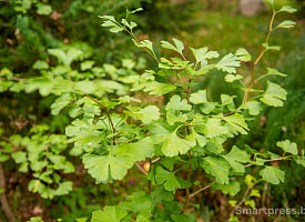 В Беларуси можно погулять по лабиринту реликтовых растений. Рассказываем, где он находится