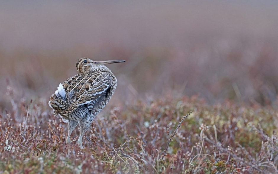 Миграция белорусских птиц 5.jpg