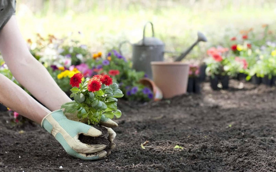 Садим цветы поздней осенью 1.jpg Садим цветы поздней осенью 1.jpg