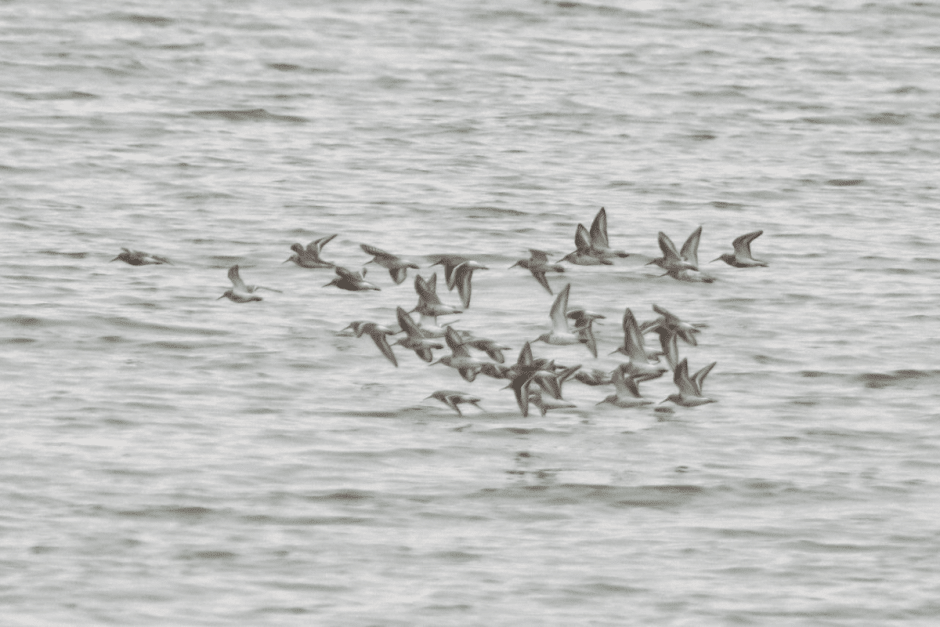 Турухтаны 3.png